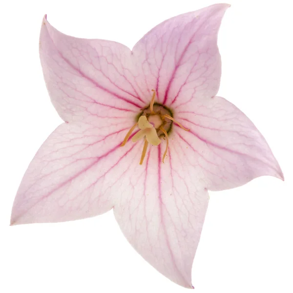 Ros blomma hojfeber (hojfeber grandiflorus) eller bellflowe — Stockfoto