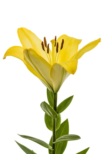 Flor de lirio oriental amarillo, aislado sobre fondo blanco — Foto de Stock