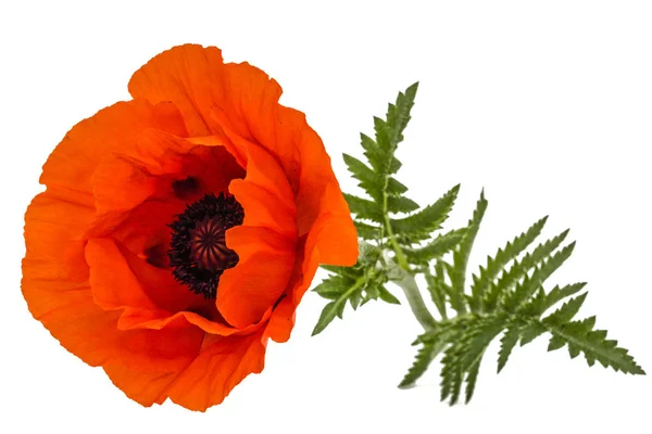 Flor de amapola roja, Lat. Papaver, aislado sobre fondo blanco — Foto de Stock