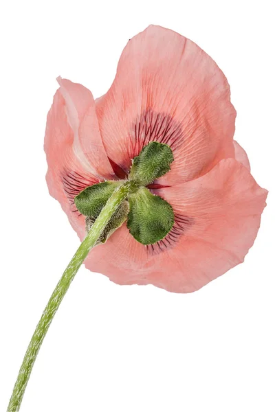 Fiore di papavero rosa, lat. Papaver, isolato su sfondo bianco — Foto Stock