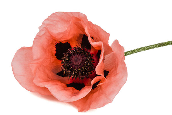 Цветок розового мака, лат. Папье-маше на белом фоне