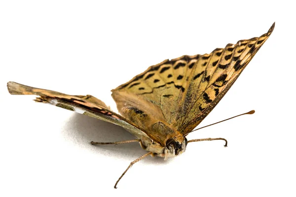 Butterfly Silver-Washed fritillary, lat. Argynnis paphia,  isola — Stock Photo, Image