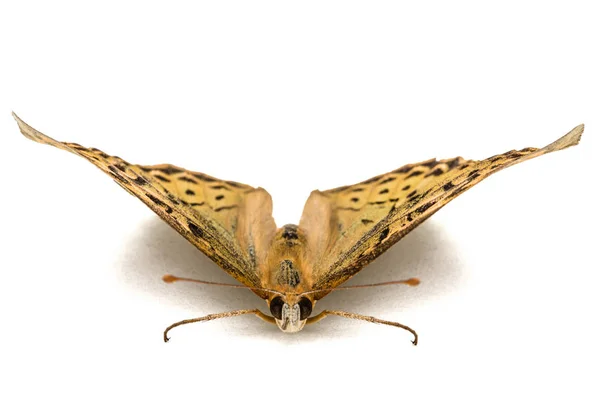 Pillangó gyöngyházlepke, lat. Argynnis paphia, isola — Stock Fotó