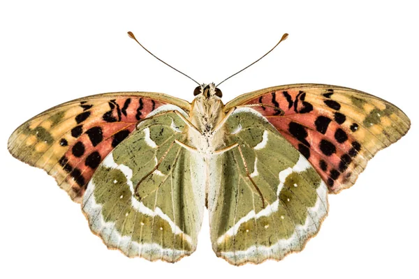 Pillangó gyöngyházlepke, lat. Argynnis paphia, isola — Stock Fotó