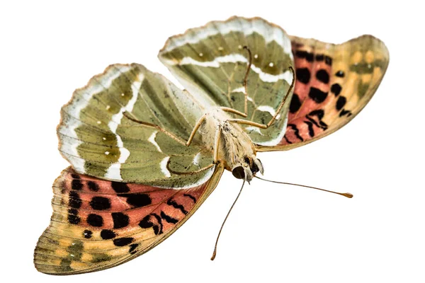 Butterfly Silver-Washed fritillary, lat. Argynnis paphia,  isola — Stock Photo, Image
