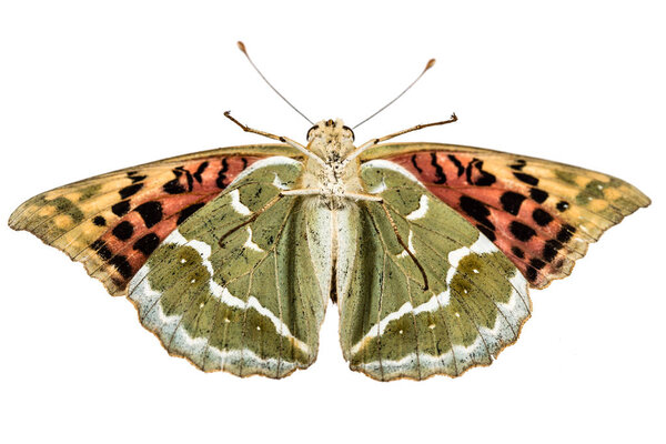 Butterfly Silver-Washed fritillary, lat. Argynnis paphia,  isola