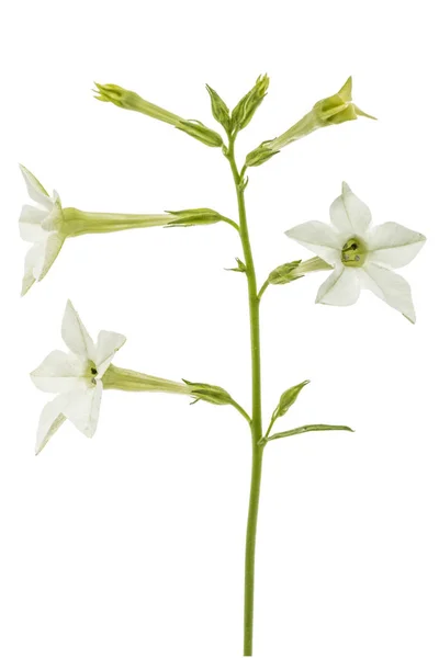 Flor de tabaco perfumado, lat. Nicotiana sanderae, isolado em — Fotografia de Stock