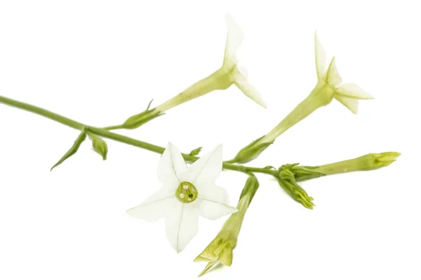 Flor de tabaco perfumado, lat. Nicotiana sanderae, isolado em — Fotografia de Stock