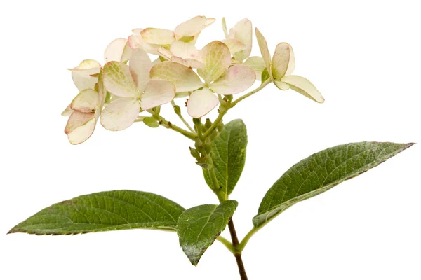 Inflorescência de hortênsias, lat. Hortênsia paniculata, isolada — Fotografia de Stock