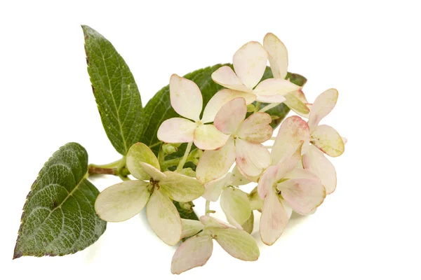 Inflorescence d'hortensia, lat. Hydrangea paniculata, isolé — Photo