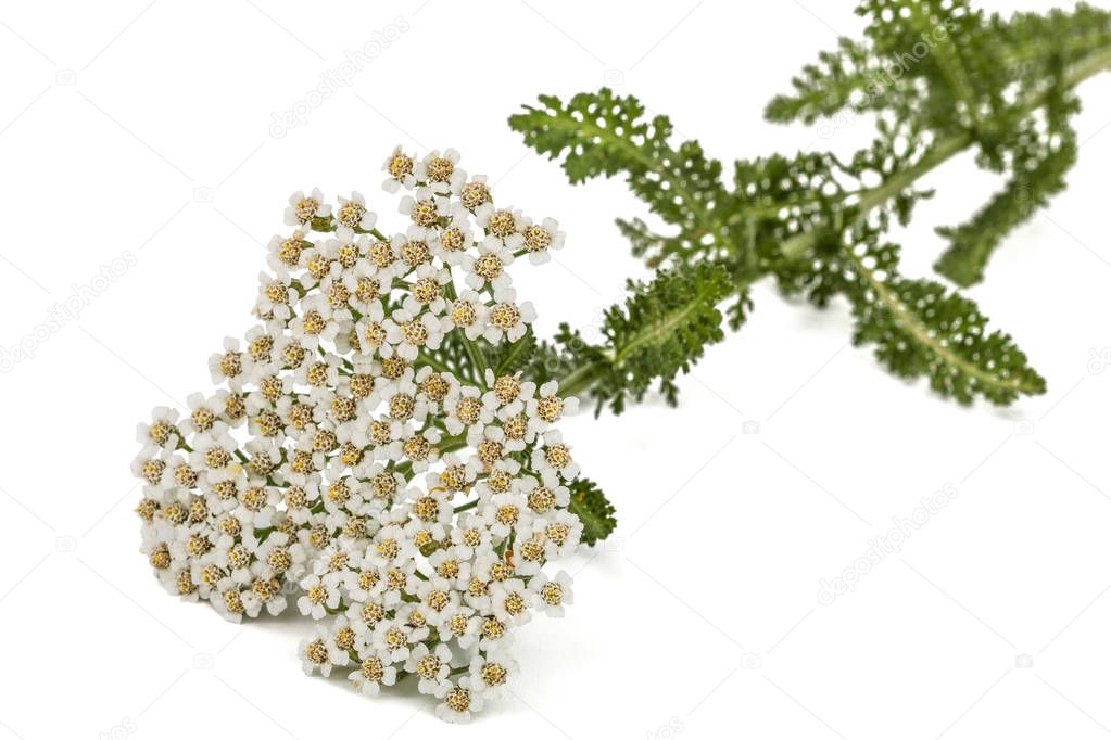 Flowers of yarrow, lat. Achillea millefolium, isolated on white 
