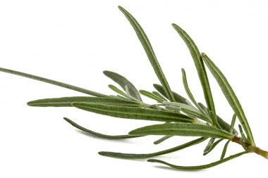 Beyaz arkaplanda yalıtılmış lavanta yaprakları.