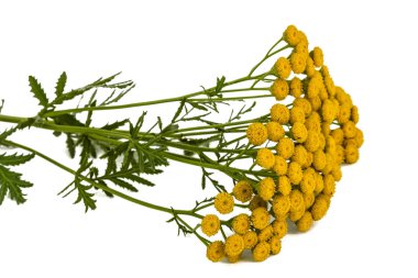 Solucan otu, lat. pire otu vulgare tıbbi bitki çiçek, olduğunu