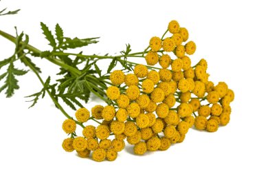 Solucan otu, lat. pire otu vulgare tıbbi bitki çiçek, olduğunu