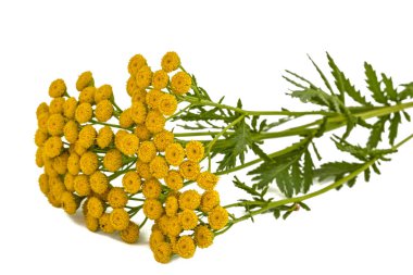 Solucan otu, lat. pire otu vulgare tıbbi bitki çiçek, olduğunu