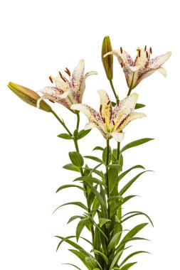 Beyaz arka planda yalıtılmış Asyalı zambak çiçekleri.