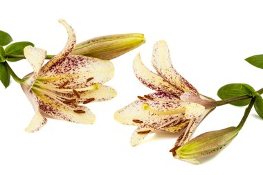 Beyaz arka planda yalıtılmış Asyalı zambak çiçekleri.