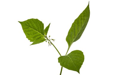 Çiçek ve yaprak siyah itüzümü, lat. Solanum nígrum, po