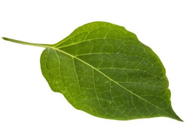 Yaprakları siyah itüzümü, lat. Solanum nígrum, zehirli planı
