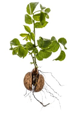 Beyaz arka plan üzerinde izole bir genç fındık Filiz