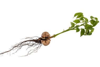 Beyaz arka plan üzerinde izole bir genç fındık Filiz