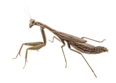Mantis sıradan ya da peygamber devesi dini, izole üzerinde beyaz adam