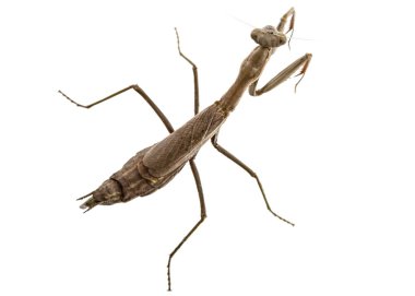 Mantis sıradan ya da peygamber devesi dini, izole üzerinde beyaz adam