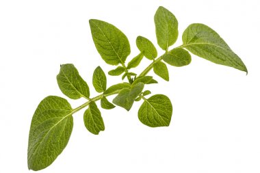 Patates, beyaz arka plan üzerinde izole yapraklar