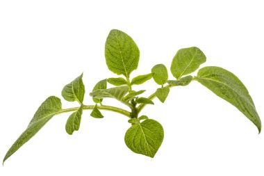 Patates, beyaz arka plan üzerinde izole yapraklar