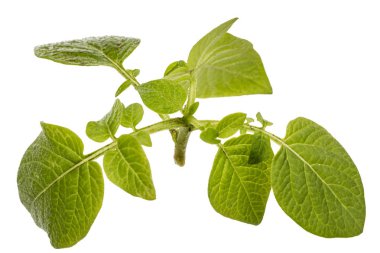 Patates, beyaz arka plan üzerinde izole yapraklar