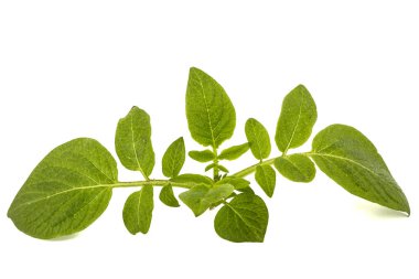 Patates, beyaz arka plan üzerinde izole yapraklar