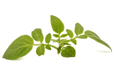 Patates, beyaz arka plan üzerinde izole yapraklar