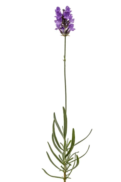 紫色薰衣草花，白色背景隔离 — 图库照片