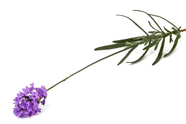 Flores de lavanda violeta, isoladas sobre fundo branco — Fotografia de Stock