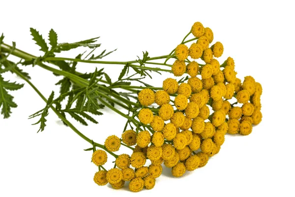 Solucan otu, lat. pire otu vulgare tıbbi bitki çiçek, olduğunu