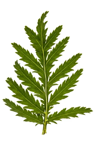 Blättert die Heilpflanze des Stiefmütterchens, lat. tanacetum vulgare, Isol — Stockfoto