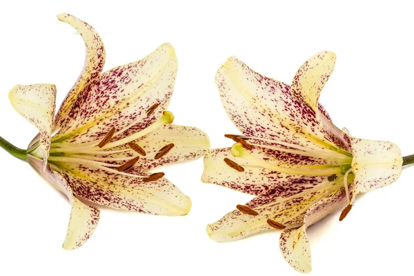 Цветы азиатской лилии, изолированные на белом фоне — стоковое фото