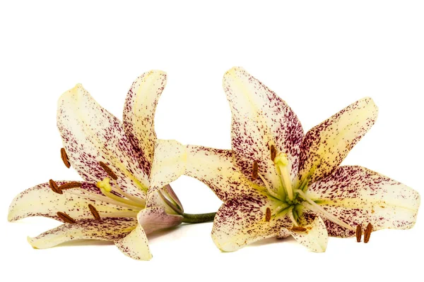 Цветы азиатской лилии, изолированные на белом фоне — стоковое фото