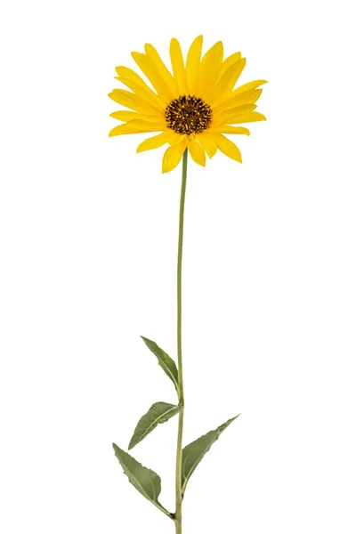 1 つの黄色の花、白い背景で隔離 — ストック写真