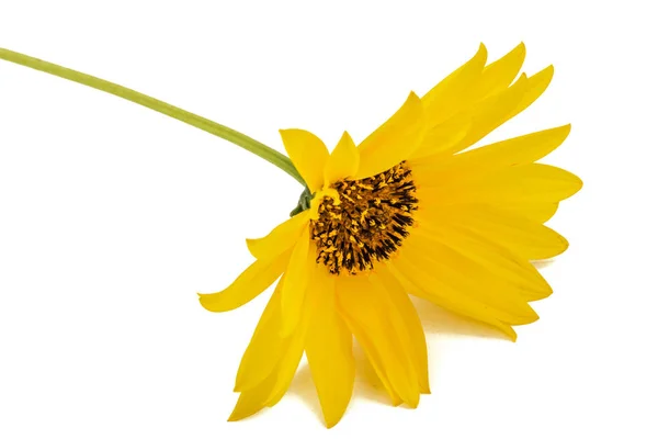 En gul blomma, isolerad på vit bakgrund — Stockfoto