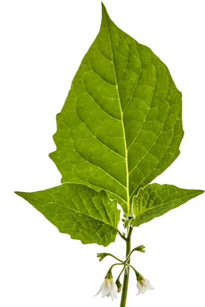 Blüten und Blätter des schwarzen Nachtschattens, lat. Solanum ngrum — Stockfoto