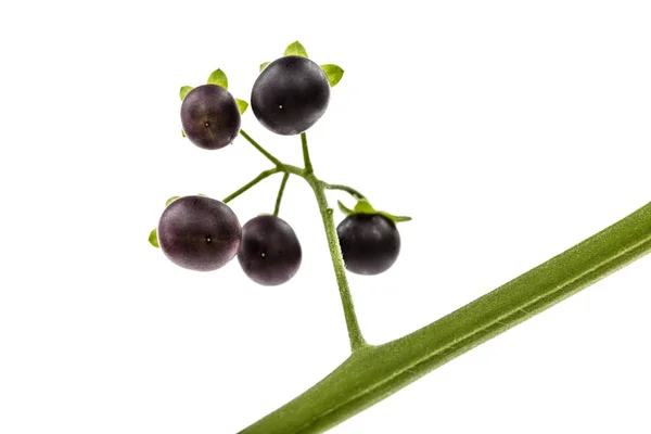 Berry dari hitam nightshade, lat. Solanum nloygrum, tanaman beracun — Stok Foto