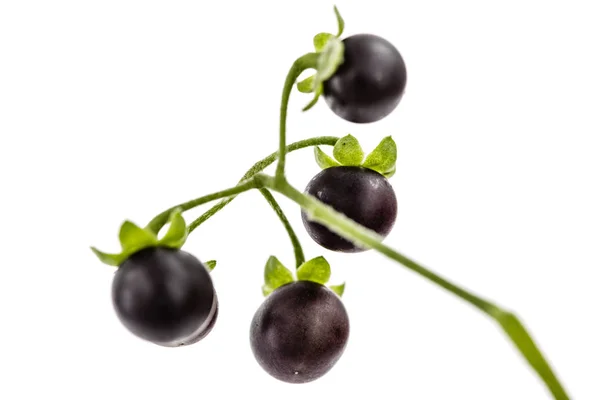 Berry dari hitam nightshade, lat. Solanum nloygrum, tanaman beracun — Stok Foto