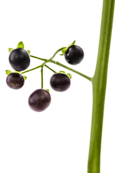 Baies de morelle noire, lat. Solanum nXogrum, plante toxique — Photo