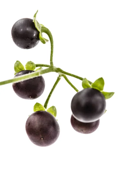 Berry dari hitam nightshade, lat. Solanum nloygrum, tanaman beracun — Stok Foto