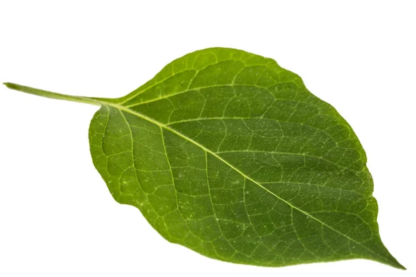 Foglie di belladonna nera, Lat. Solanum nínígrum, piano velenoso — Foto Stock