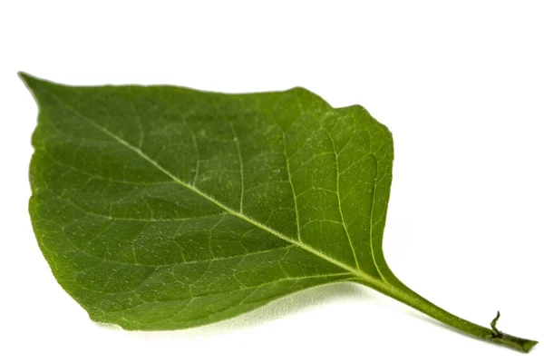 Hojas de sombrilla negra, lat. Solanum nígrum, plan venenoso — Foto de Stock