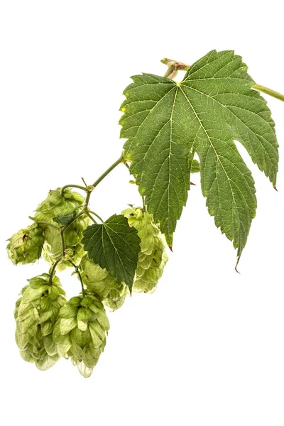 Zapfen und Blätter des Hopfens, lat. Humulus, isoliert auf weißem Untergrund — Stockfoto