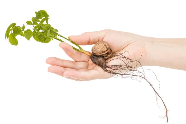 Female hand holds  seedling of a walnut, isolated on white backg — Stock Photo, Image