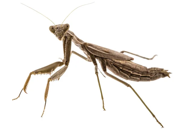 Mantis απλούς ή θρησκευτικές mantis, απομονώνονται σε λευκό backgroun — Φωτογραφία Αρχείου